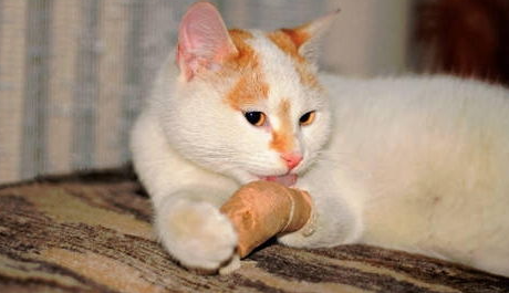猫咪肉垫受伤了怎么办?猫的肉垫受伤会自动愈合吗? 猫咪肉垫受伤了怎么办?猫的肉垫受伤会自动愈合吗?