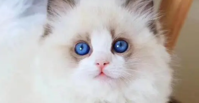 布偶猫吃什么长肉？想要布偶猫长肉这样喂！