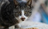 猫咪嘴巴很臭怎么办?铲屎官看过来