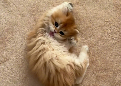 小猫受凉了呕吐怎么办？