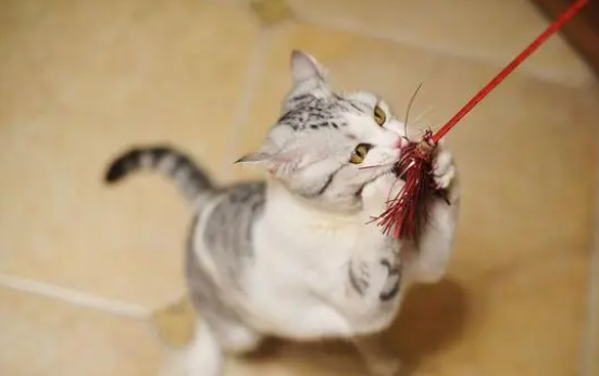 主人使用逗猫棒的技巧是什么？来看看吧