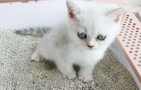 猫咪不会用猫砂怎么办?猫儿不会用猫砂怎么办? 猫咪不会用猫砂怎么办?猫儿不会用猫砂怎么办?