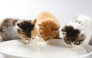 宠物猫得了猫癣怎么办？来看看吧