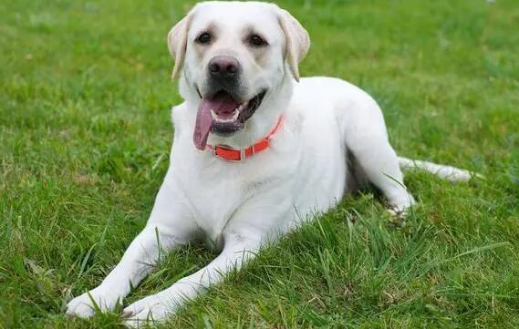 拉布拉多犬后腿无力是怎么回事 拉布拉多犬后腿无力是怎么回事
