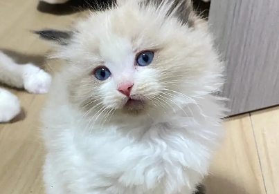 布偶猫早上很兴奋一直叫？布偶猫一直叫的原因？