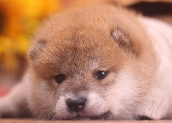 柴犬会抓老鼠吗?可通过训练柴犬抓老鼠 柴犬会抓老鼠吗?可通过训练柴犬抓老鼠