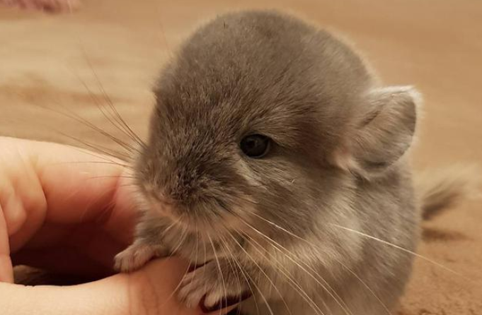 龙猫养多长时间可以抱 龙猫养多长时间可以抱