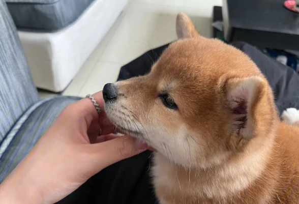 柴犬嘴巴黑,柴犬嘴巴黑是什么原因? 柴犬嘴巴黑,柴犬嘴巴黑是什么原因?