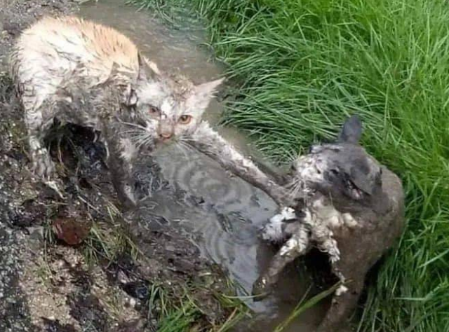 到处找不到猫咪,再次见到时却不想要了:确定养是的猫? 到处找不到猫咪,再次见到时却不想要了:确定养是的猫?
