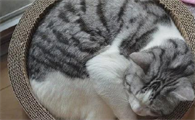 猫咪睡觉时发出哼哼唧唧的声音是什么原因呢