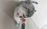 小猫咪需要化毛膏吗