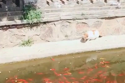 猫咪待在河边一动不动，接着发生的一幕，在场网友直呼：神操作