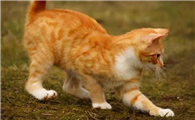 猫咪为什么扫后腿