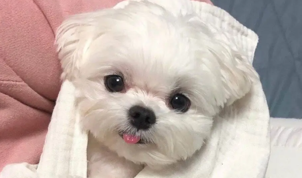 狗狗长痘痘怎么办？狗狗长痘的治疗
