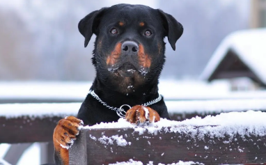 罗威纳犬的产后如何护理