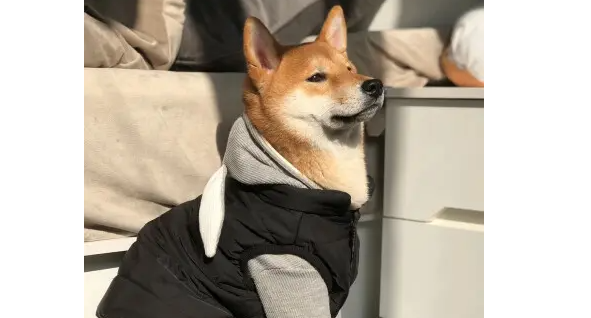 柴犬毛色变白什么原因？避开这两点很重要