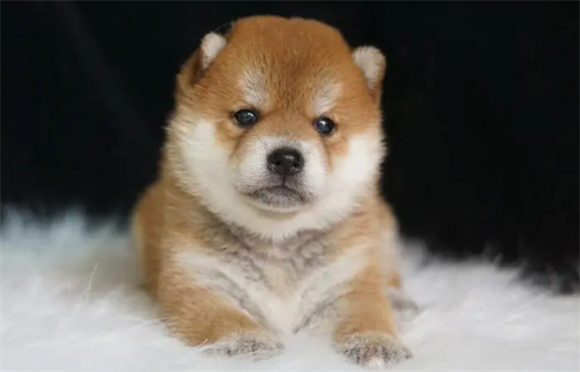 豆柴犬和柴犬区别，主要有这几个细节呢？