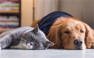狗能听得懂猫说话吗