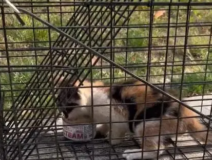 因为不让抓，小猫被熊孩子扔进20米的井里，饿了3天