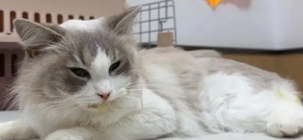 患多种疾病,连唯一纸箱都被抢的怀孕布偶猫 患多种疾病,连唯一纸箱都被抢的怀孕布偶猫