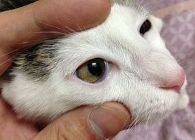 猫咪眼眶周围发红怎么办? 猫咪眼眶周围发红怎么办?
