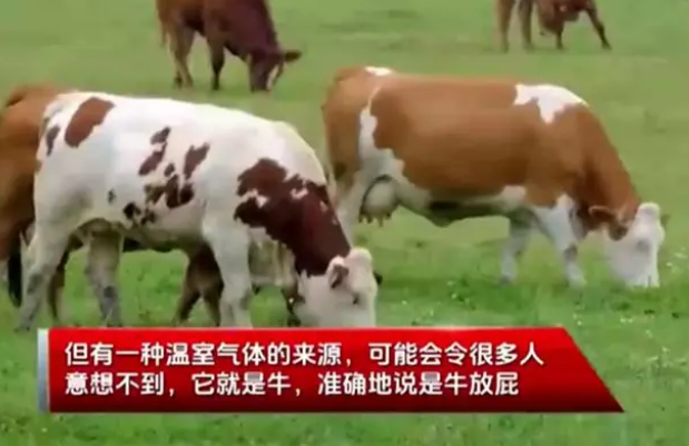 想不到吧！一头牛放的屁可供汽车开一天，网友：以后要多吹牛了