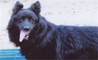 如何辨别比利时牧羊犬？
