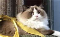 布偶猫会生气吗？原来布偶猫脾气这么好！