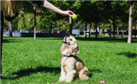 成年狗狗训练方法