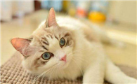 布偶猫瘦是什么原因？布偶猫瘦着两个方法就可以解决！