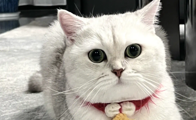 母猫多大可以生小猫？猫咪配种的时间