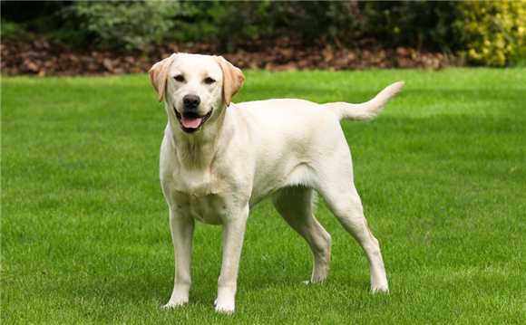 拉布拉多犬舍哪个正规 拉布拉多犬舍哪个正规