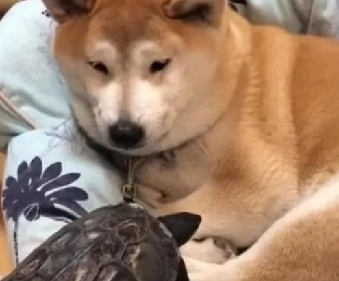 狗被乌龟咬蛋表情包