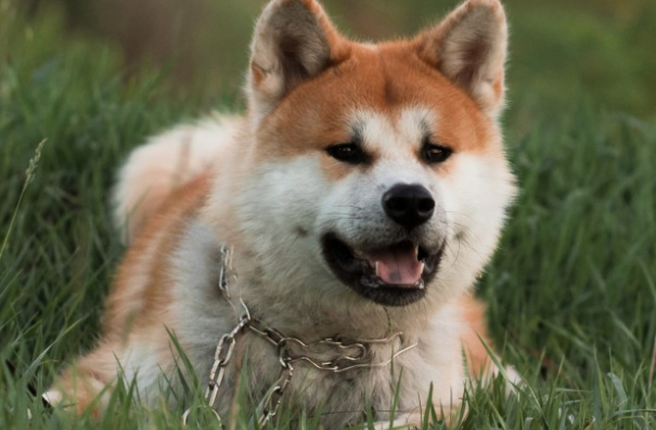 如何处理特殊原因引起的秋田犬呕吐？