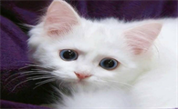 猫咪为什么要剃毛球的原因
