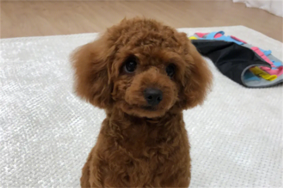 泰迪可不可以吃蛋黄? 泰迪可不可以吃蛋黄?