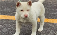 下司犬怎么看纯不纯