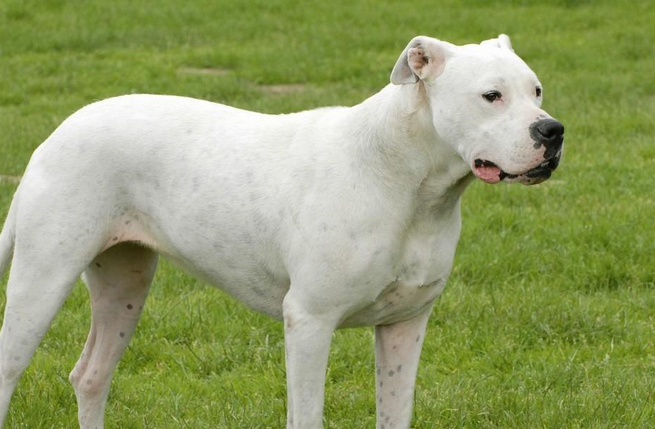 杜高犬性格特征是什么 杜高犬性格特征是什么