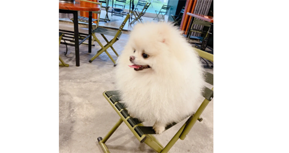 狗尾巴有什么作用?还有这几种功能 狗尾巴有什么作用?还有这几种功能