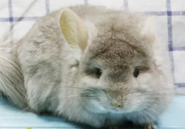 龙猫宠物怎么样好养吗 龙猫宠物怎么样好养吗