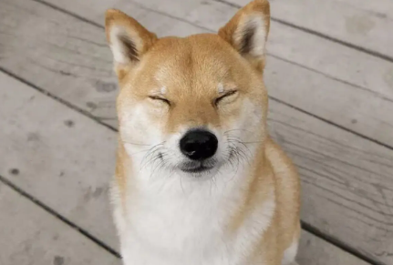 柴犬和柯基杂交,柴犬和柯基生出的狗狗会是什么样的? 柴犬和柯基杂交,柴犬和柯基生出的狗狗会是什么样的?