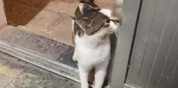 曾经亲人的流浪猫,却逐渐变得警惕和戒备 曾经亲人的流浪猫,却逐渐变得警惕和戒备
