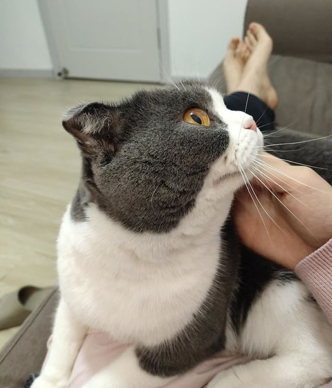 猫膀胱炎，尿不出来怎么办？