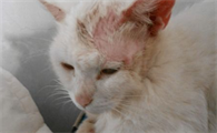 猫癣传染人了怎么办？怎么解决？
