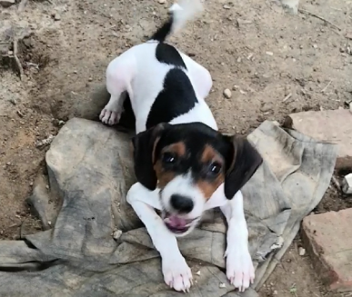 太仓猎犬的特点介绍-宠物网