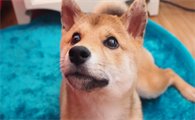 柴犬能吃鸡蛋吗？柴犬吃鸡蛋需要注意的？