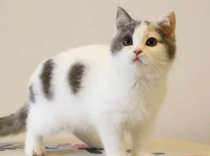 英国短毛猫的寿命一般多长