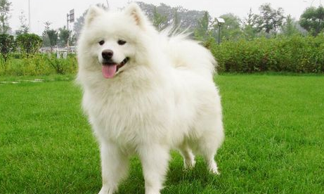 萨摩耶犬聪明吗?能够听懂人的话? 萨摩耶犬聪明吗?能够听懂人的话?