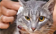 怎么给猫咪用洗耳液洗耳朵