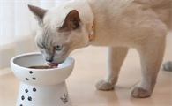怀孕母猫打喷嚏怎么办？怀孕的母猫一直打喷嚏？